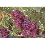 Флайм сидлес